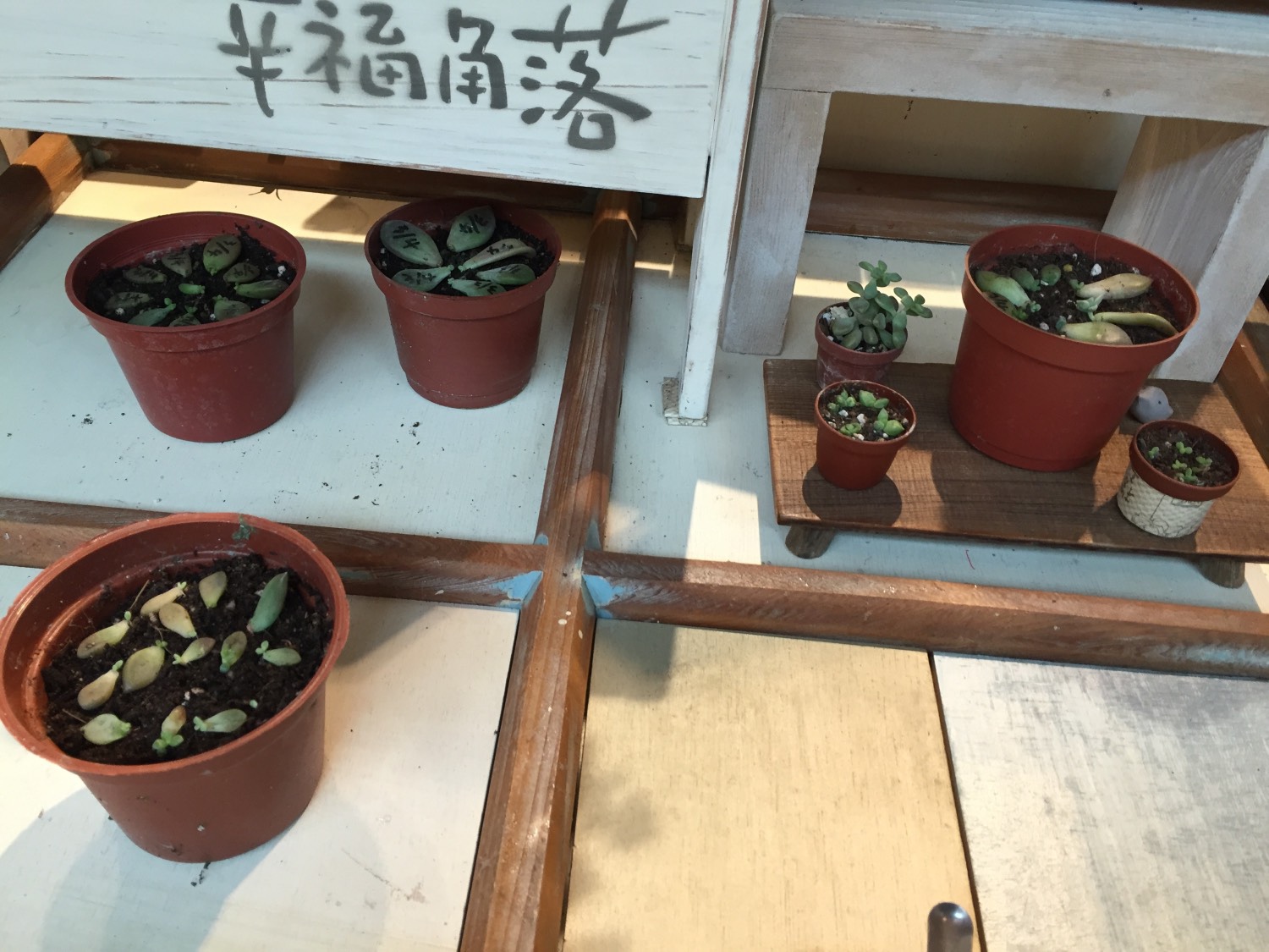 桃園中壢大江楞子多肉盆栽6.jpg