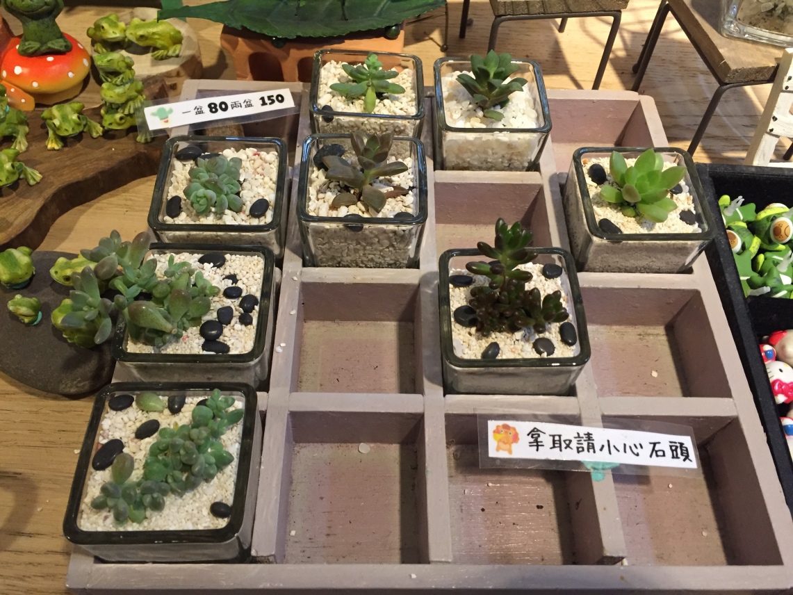 1-6新北市鶯歌陶磁老街--Yuti佑莉多肉盆栽造景26.jpg