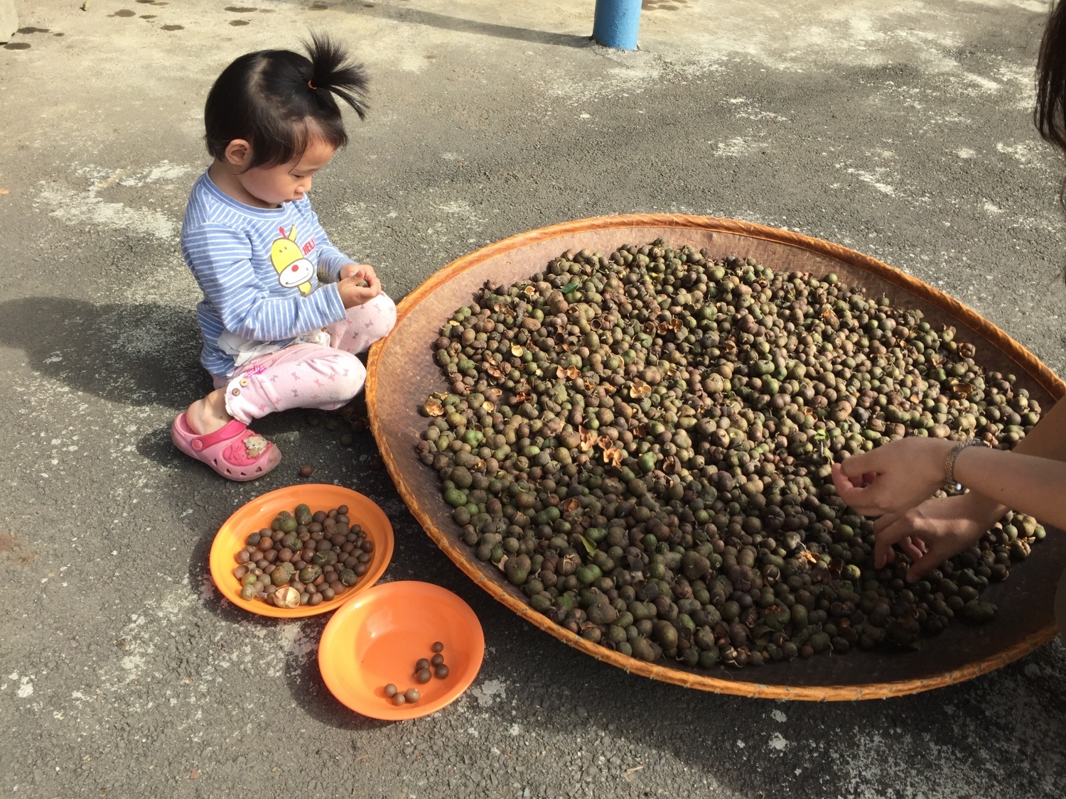 0-1龍潭乳姑山腳下福源茶場（茶裡王觀光工場）67.jpg