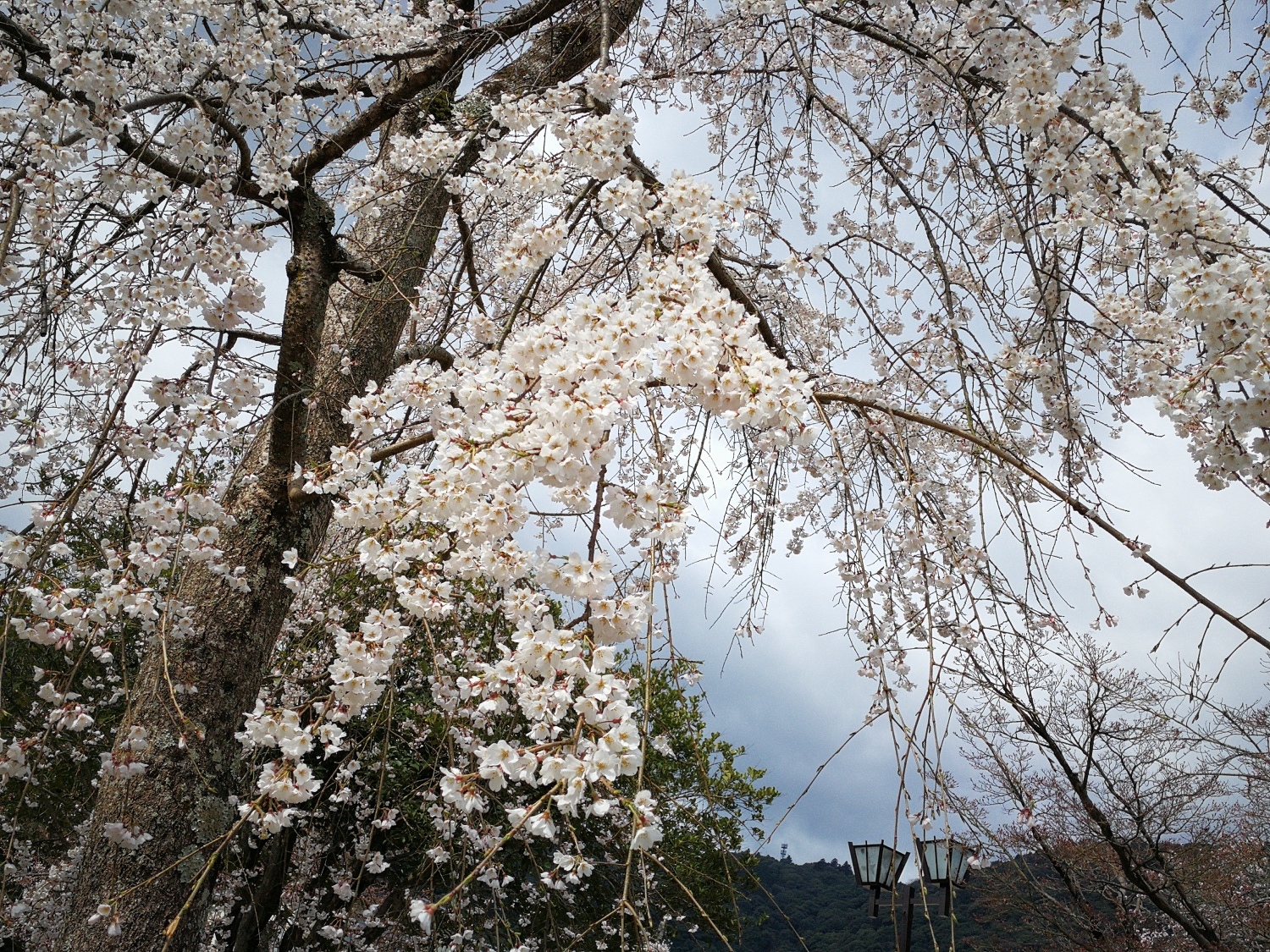 6錦帶橋14.jpg 6錦帶橋14.jpg