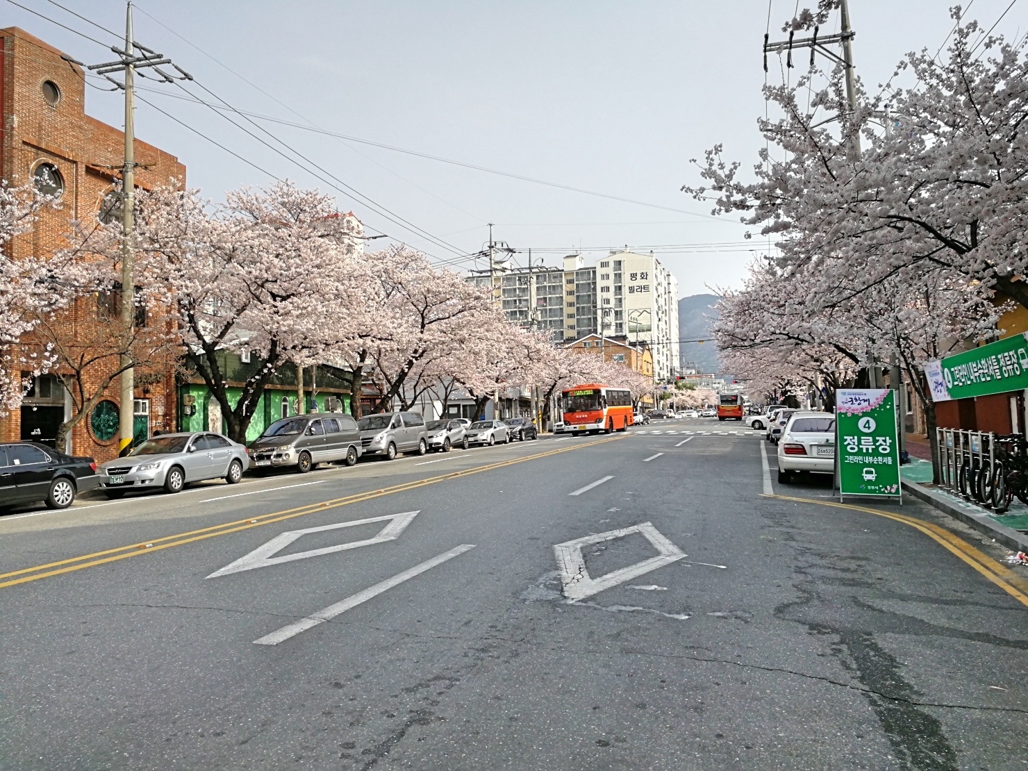 2釜山自由行Jinhae鎮海賞櫻1-21.jpg