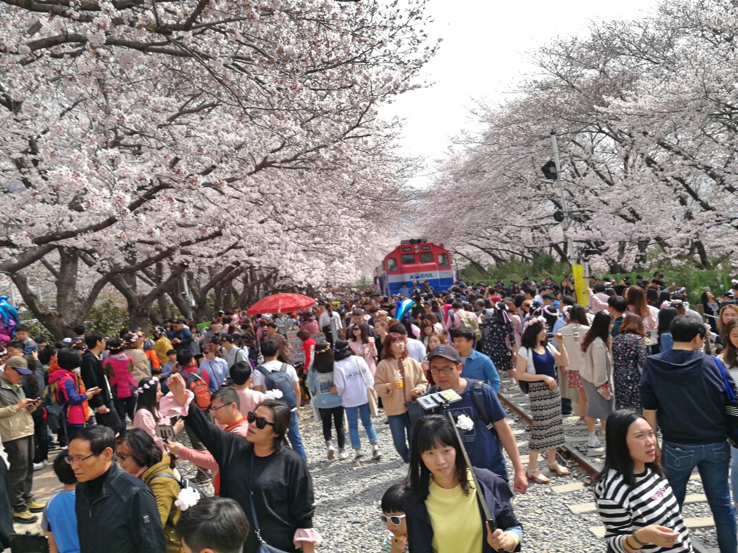 4釜山自由行Jinhae鎮海賞櫻2-2.jpg