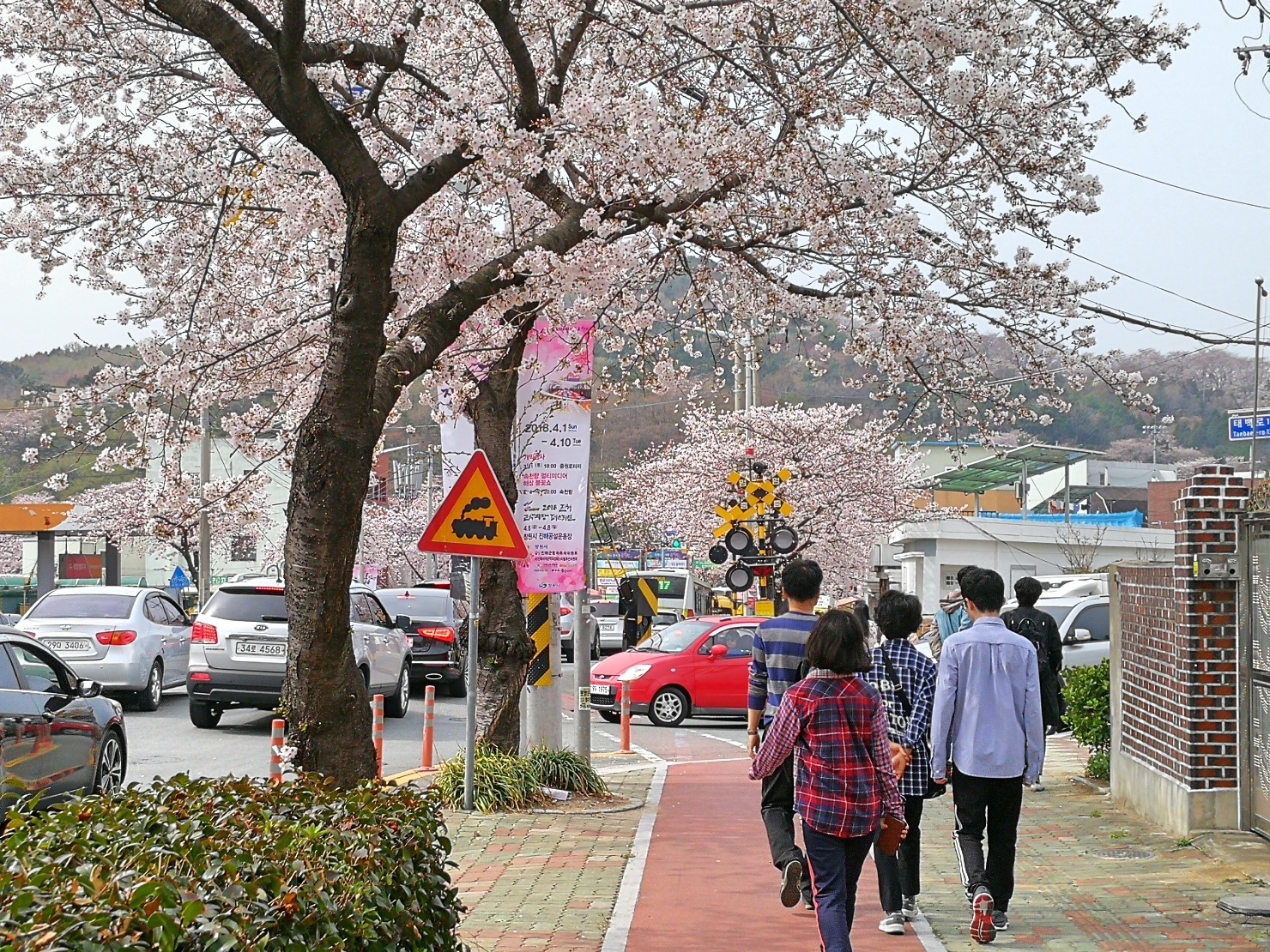 4-2釜山自由行Jinhae鎮海賞櫻2-14.jpg