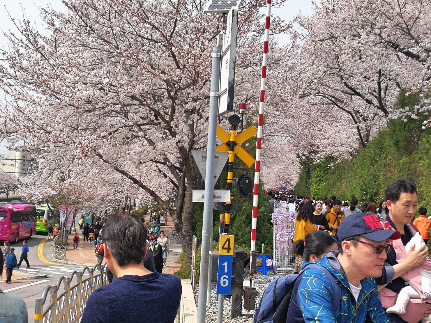 4釜山自由行Jinhae鎮海賞櫻2-6.jpg