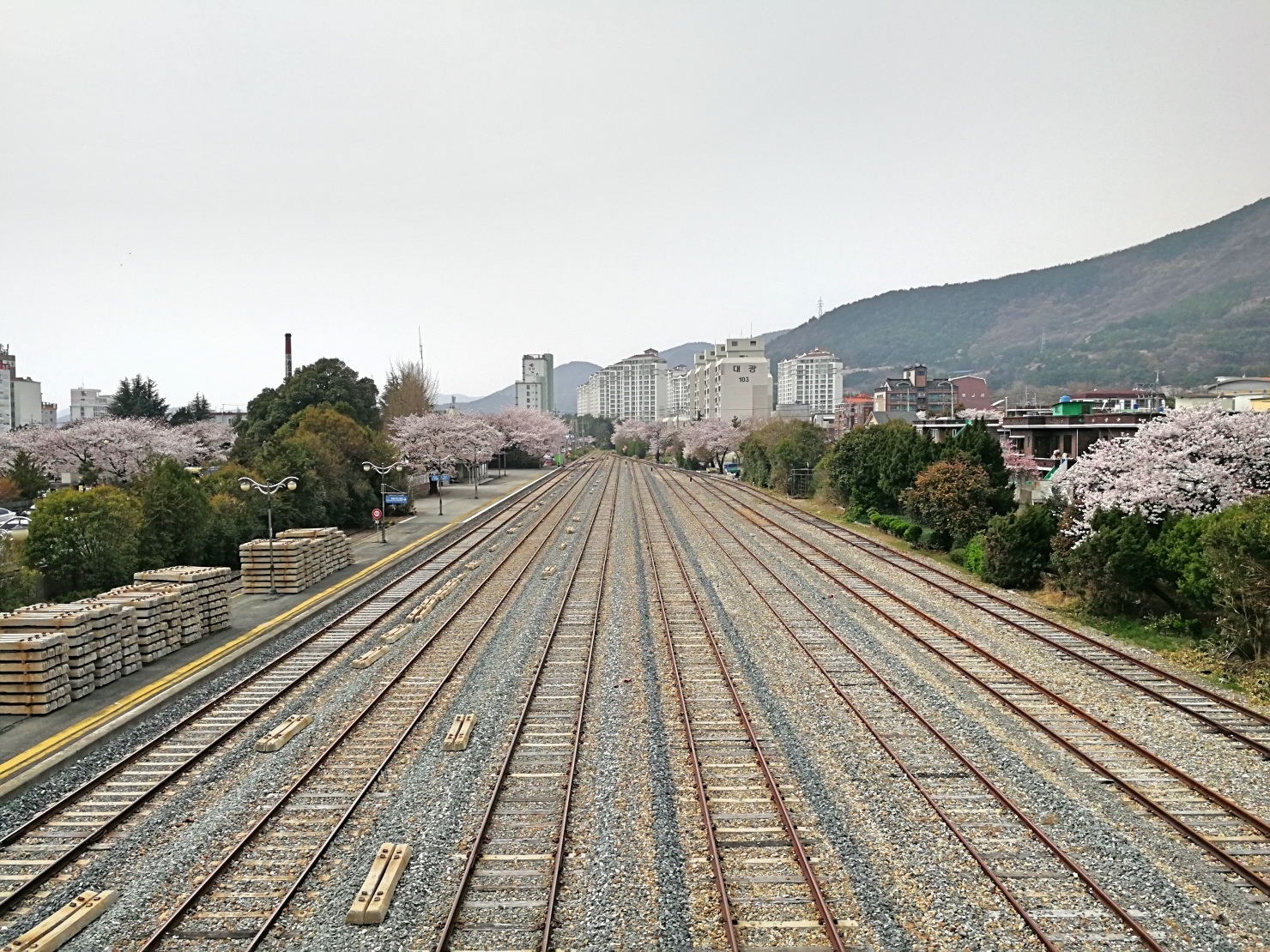 4釜山自由行Jinhae鎮海賞櫻2-8.jpg