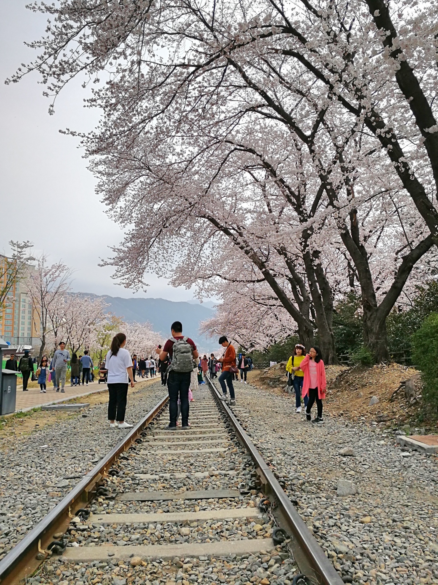 4釜山自由行Jinhae鎮海賞櫻2-1.jpg