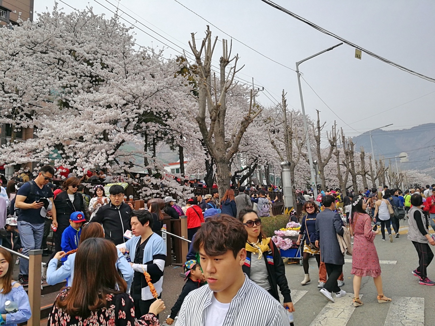 5-1釜山自由行Jinhae鎮海賞櫻2-21.jpg