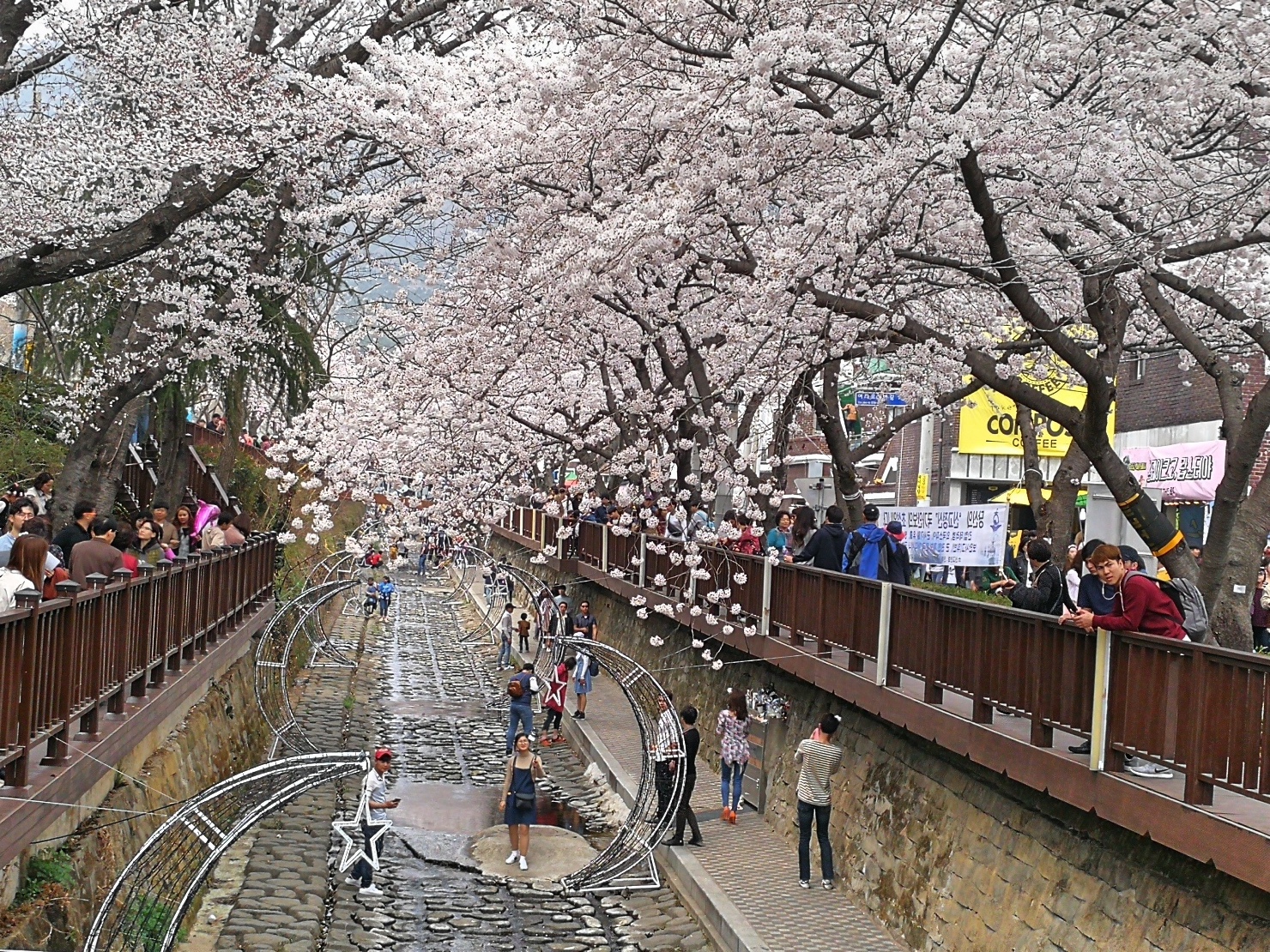 5-6釜山自由行Jinhae鎮海賞櫻2-33.jpg