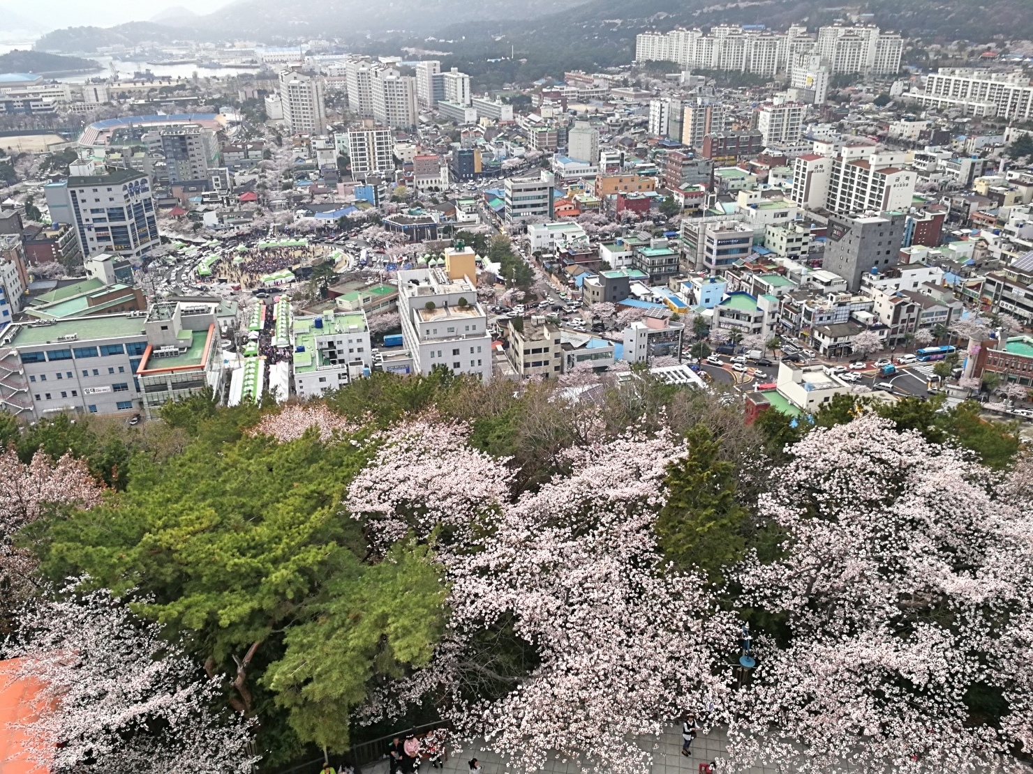 7釜山自由行Jinhae鎮海賞櫻2-59.jpg