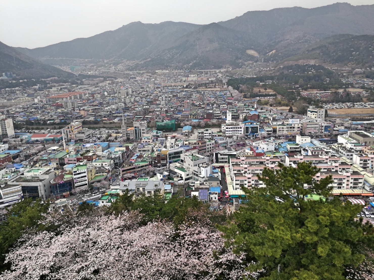 7釜山自由行Jinhae鎮海賞櫻2-61.jpg