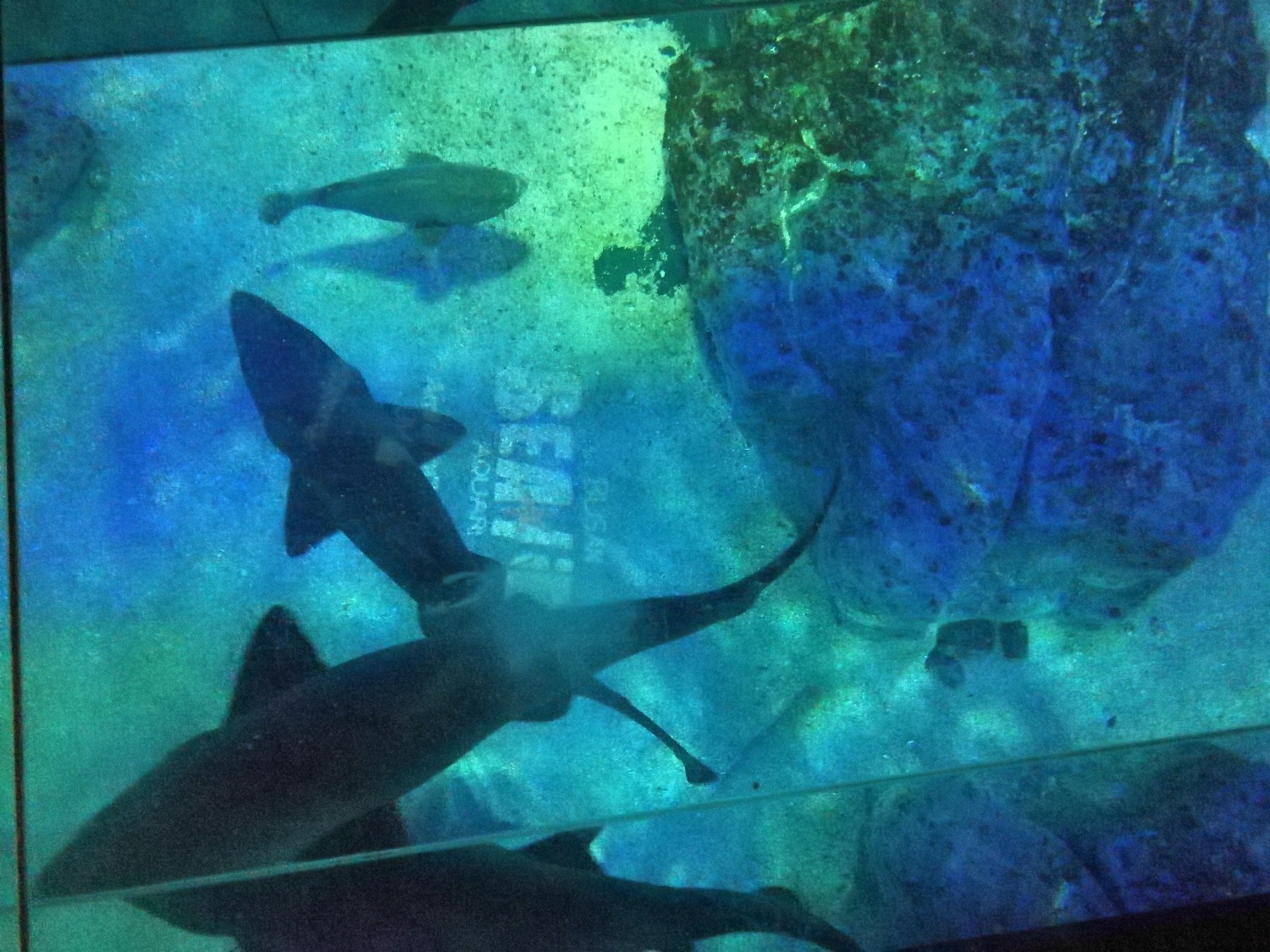 2-3釜山海雲臺海生館17.jpg