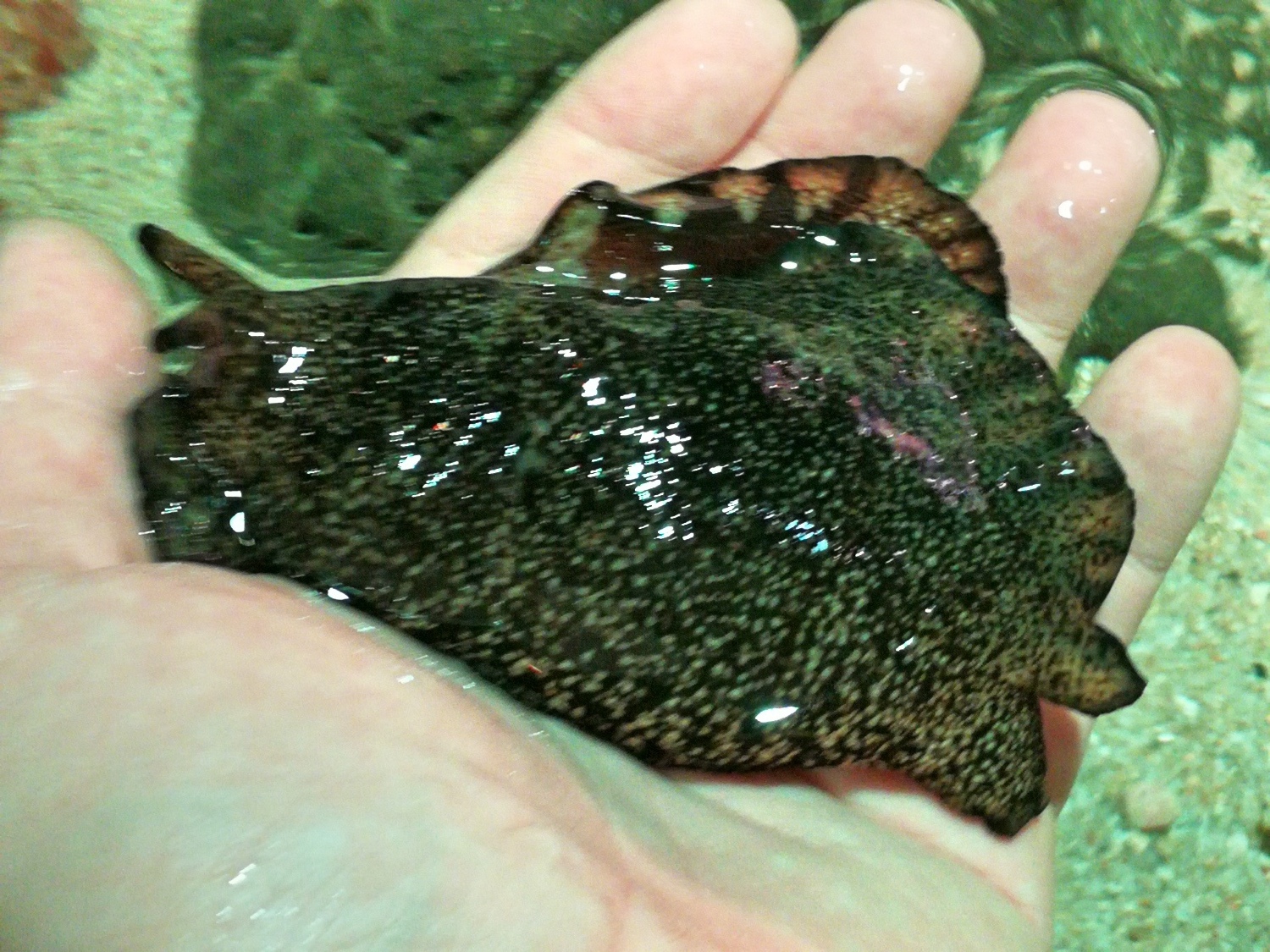 5釜山海雲臺海生館23.jpg