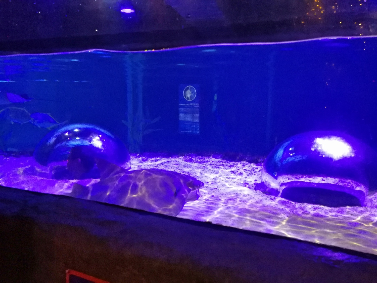 5釜山海雲臺海生館58.jpg