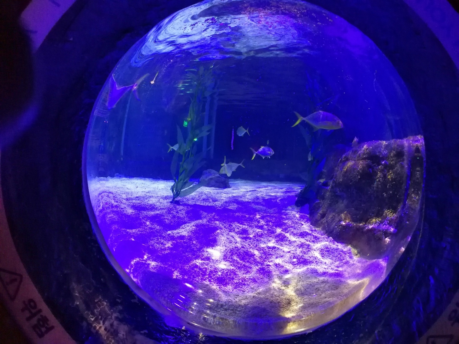 5釜山海雲臺海生館60.jpg