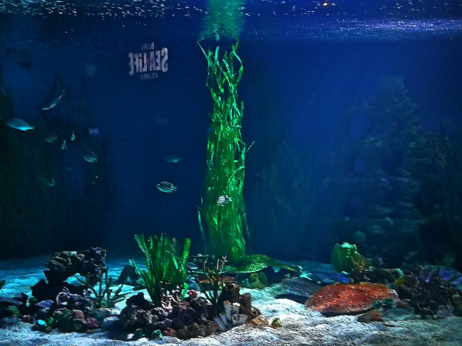 7釜山海雲臺海生館85.jpg