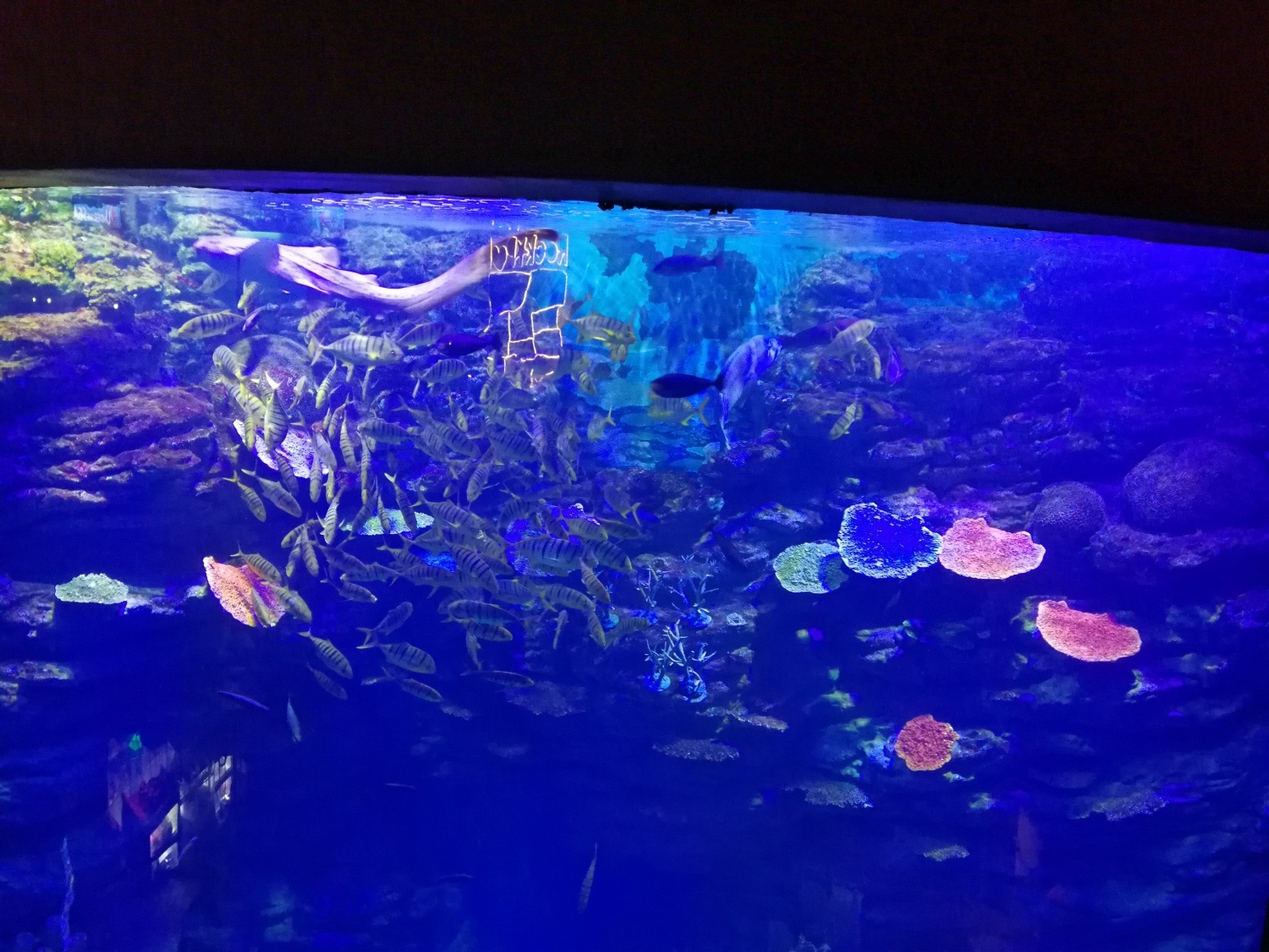 8釜山海雲臺海生館26.jpg