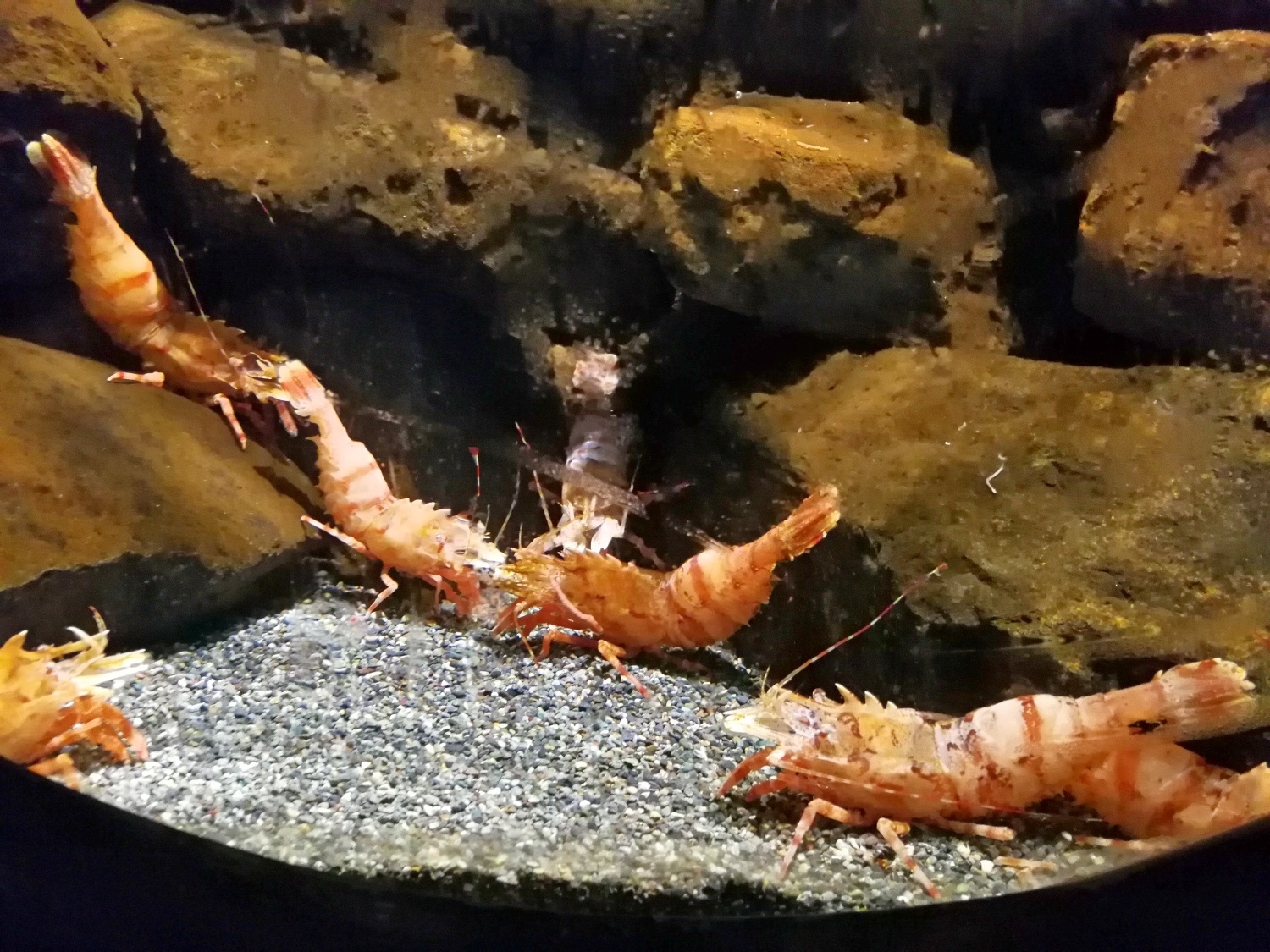 8釜山海雲臺海生館74.jpg
