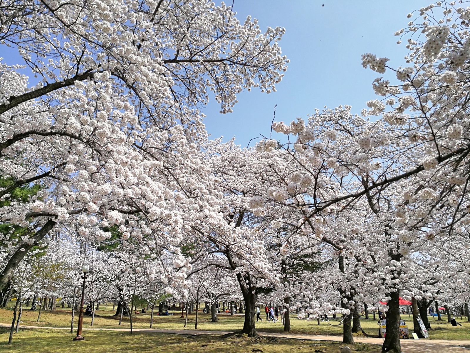 韓國慶州景點佛國寺-8.jpg