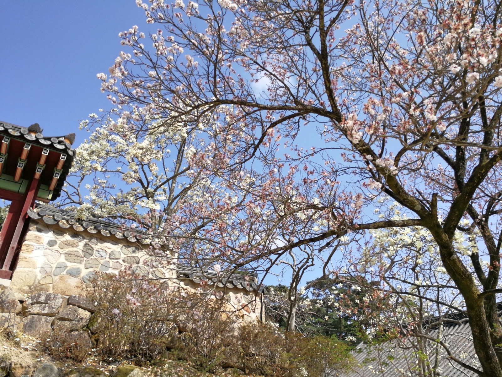 韓國慶州景點佛國寺-56.jpg