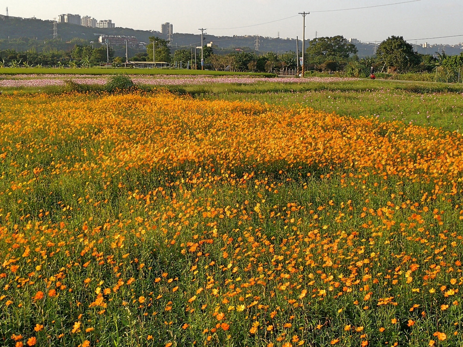 桃園大溪李騰芳古宅_181027_0124.jpg