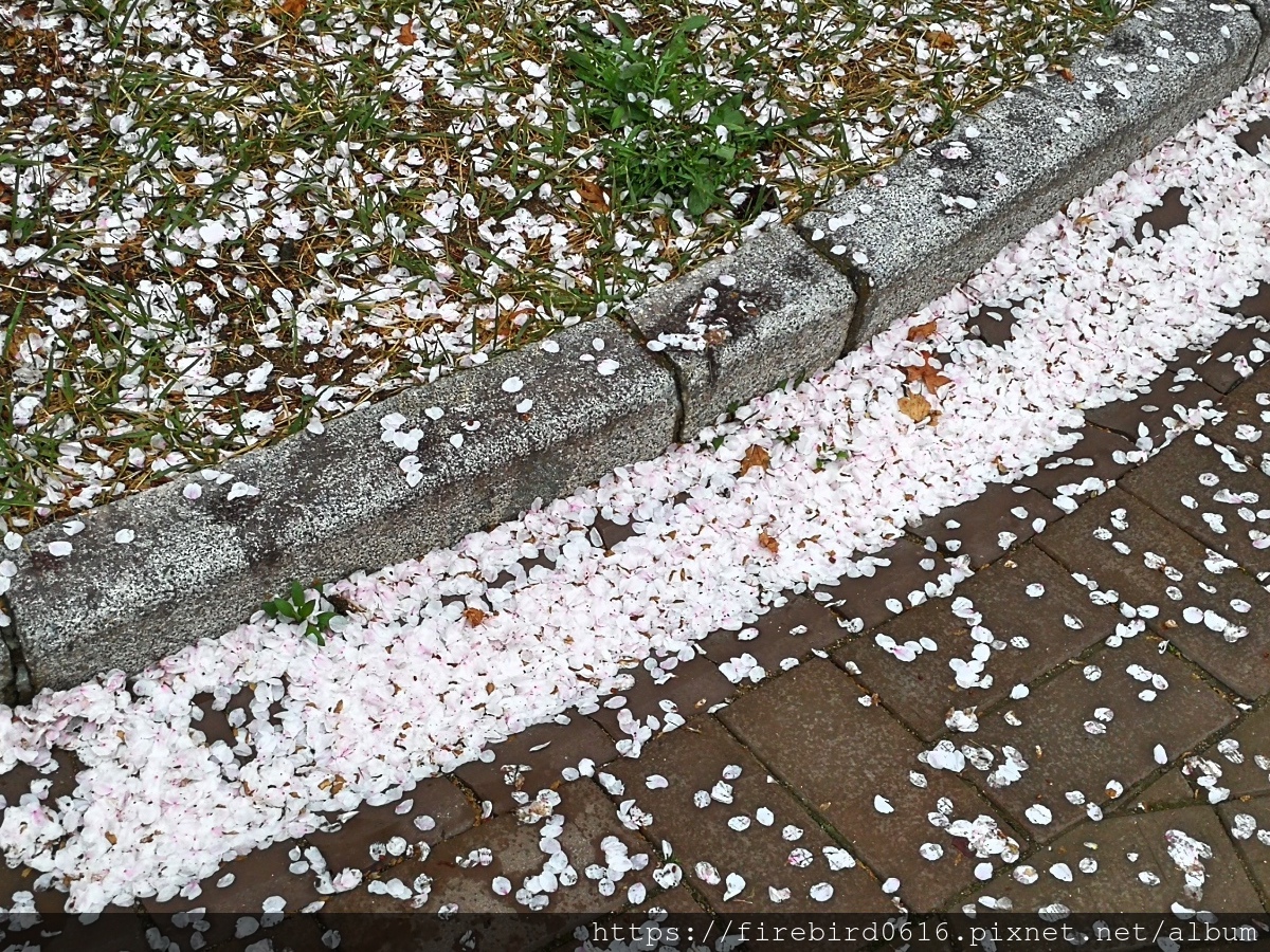 2韓國慶州自由行--市區古蹟51.jpg